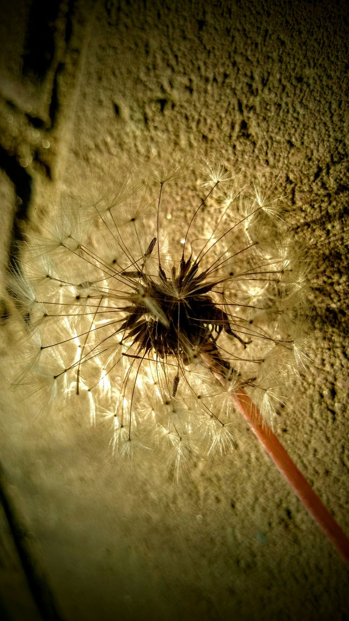 dandelion