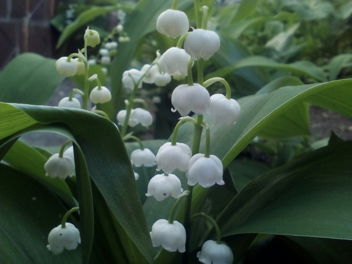spring