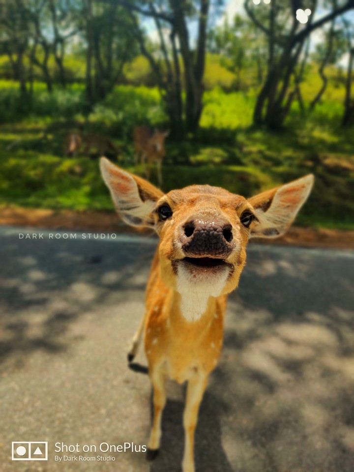 deer