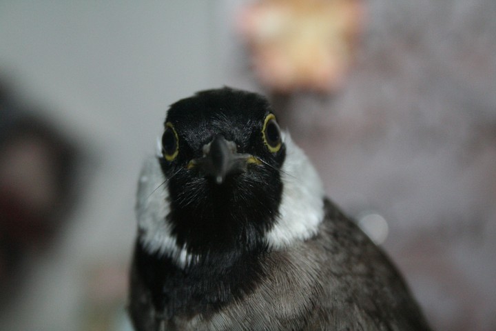 nice bird