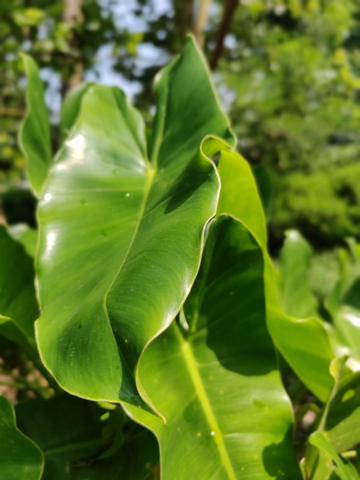Green leaves