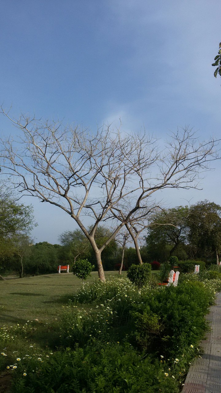 tree