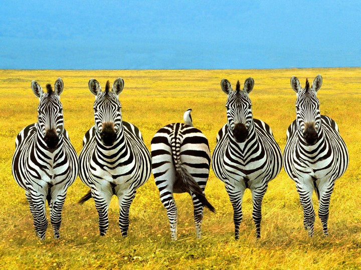 zebra