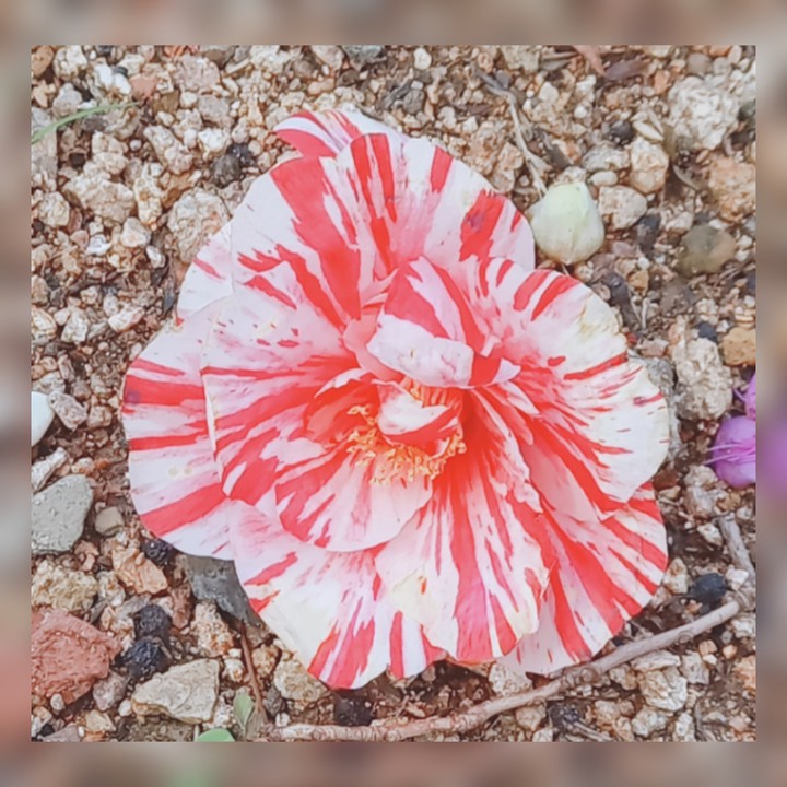 신가한 꽃