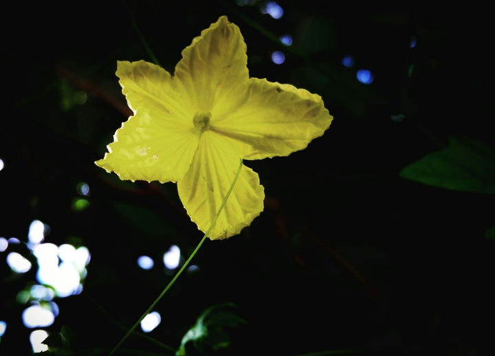 Flor amarela