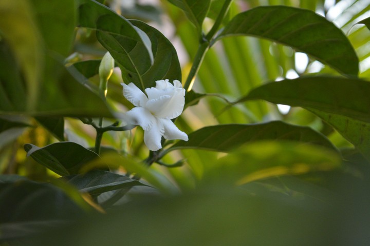 flower