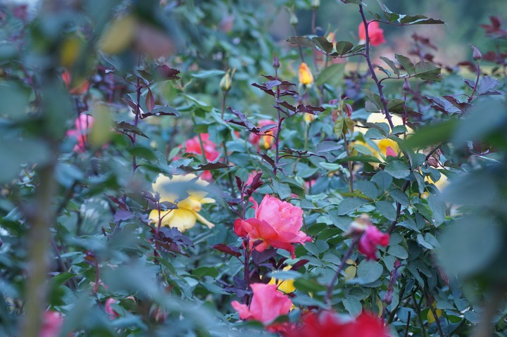Colorful Flowers