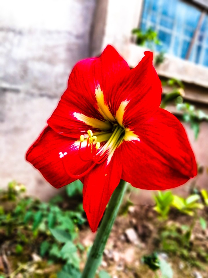 Flower.