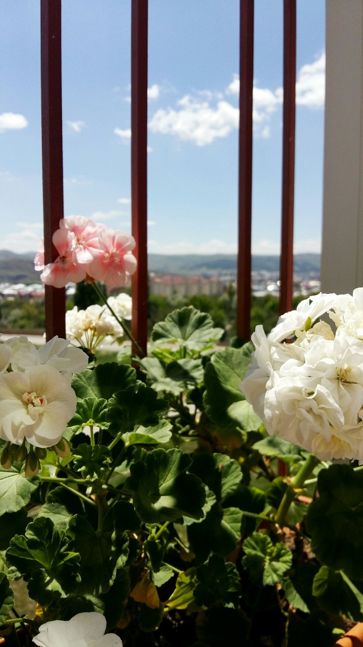 Güneşli güzel günler 