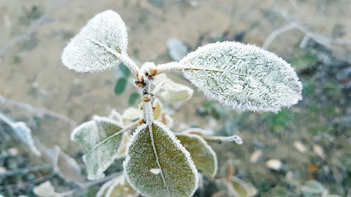 Frost