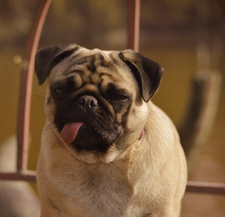 Pug