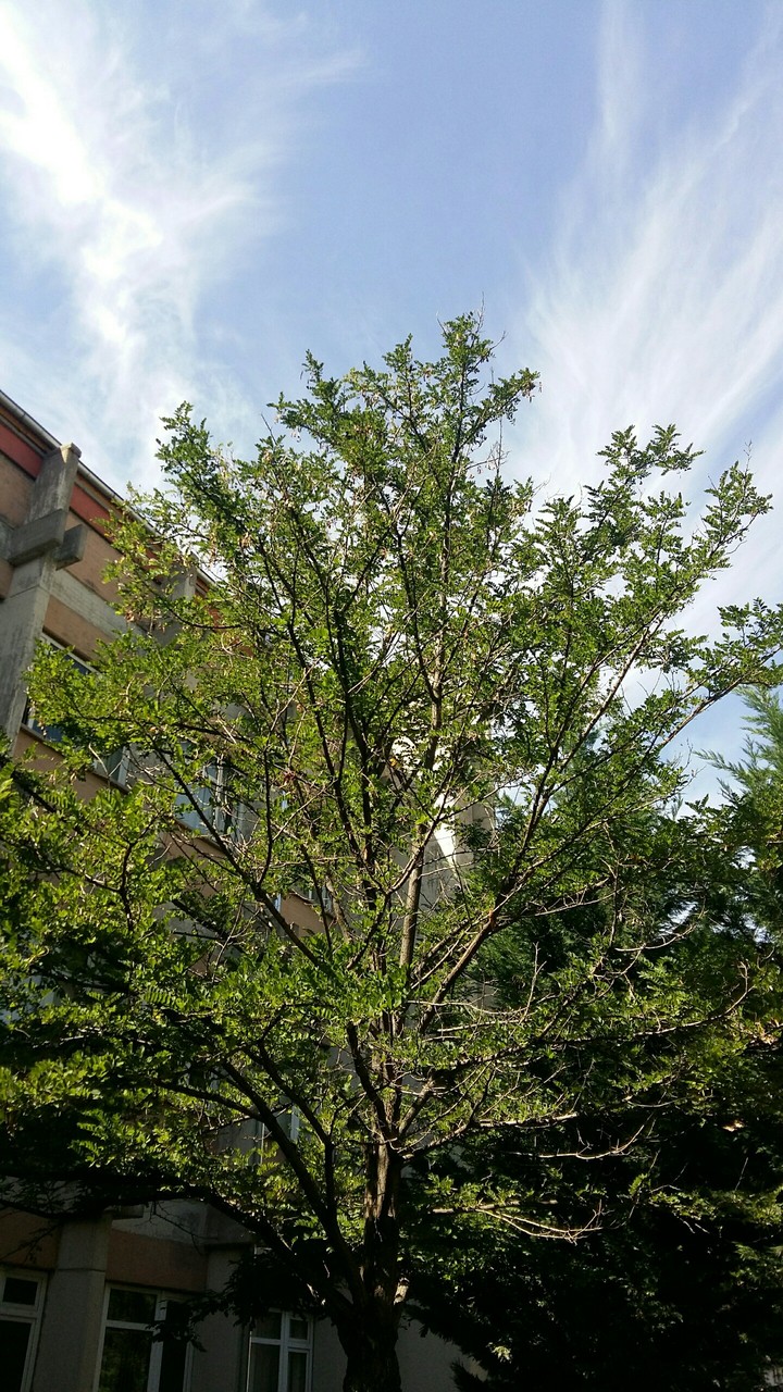 hoş