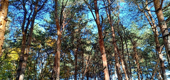 В сосновом бору. In pine forest.