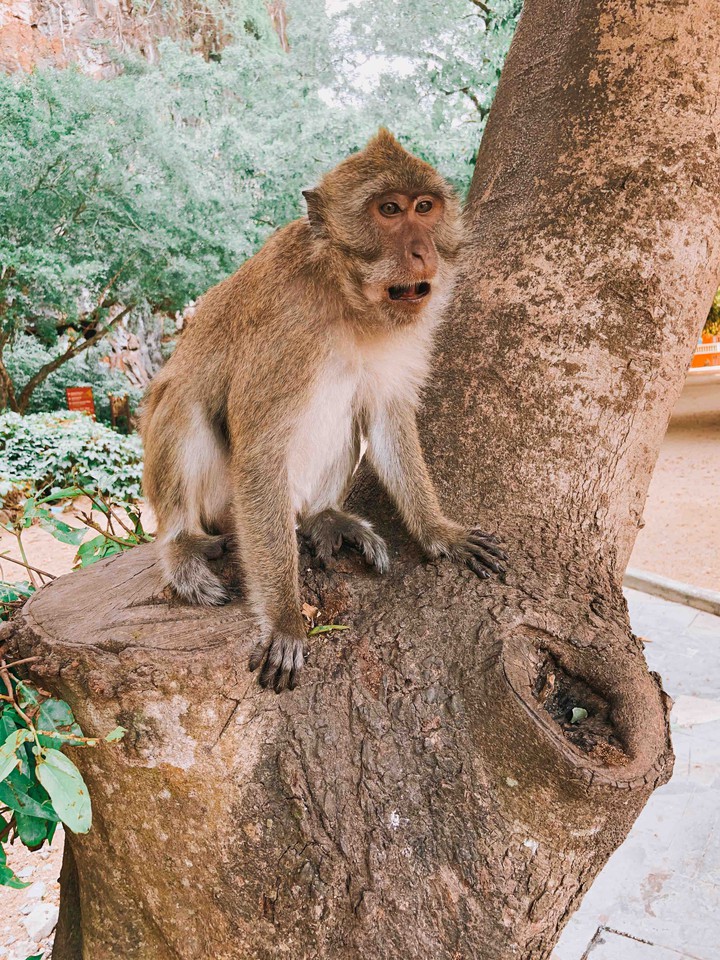 monkey ?