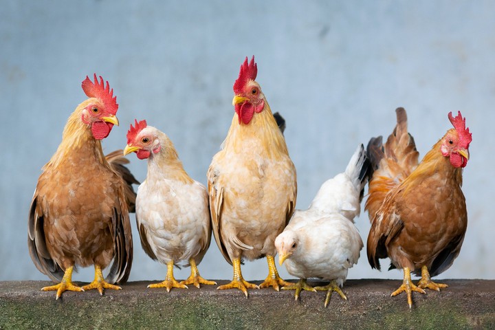 Chicken (chicken bird)