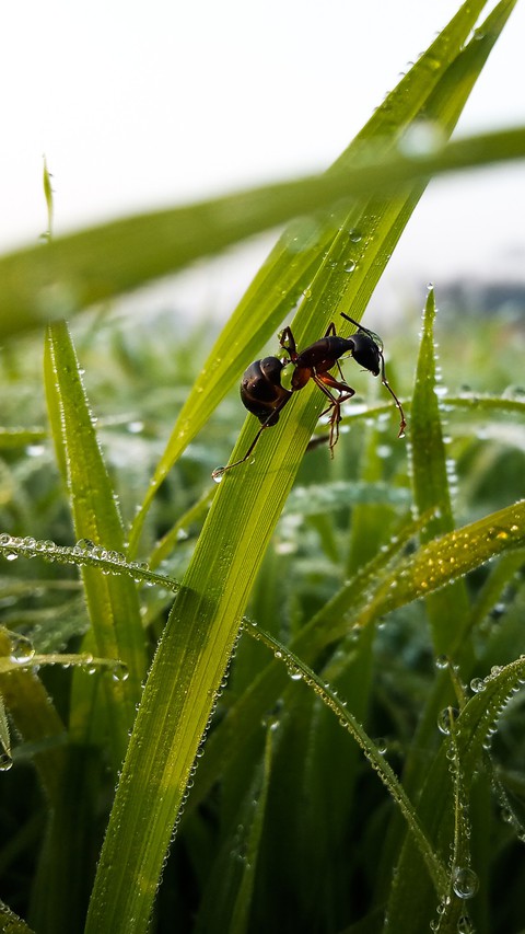 When an ant try to climb a grass at morning