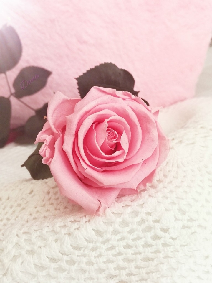 Good morning.