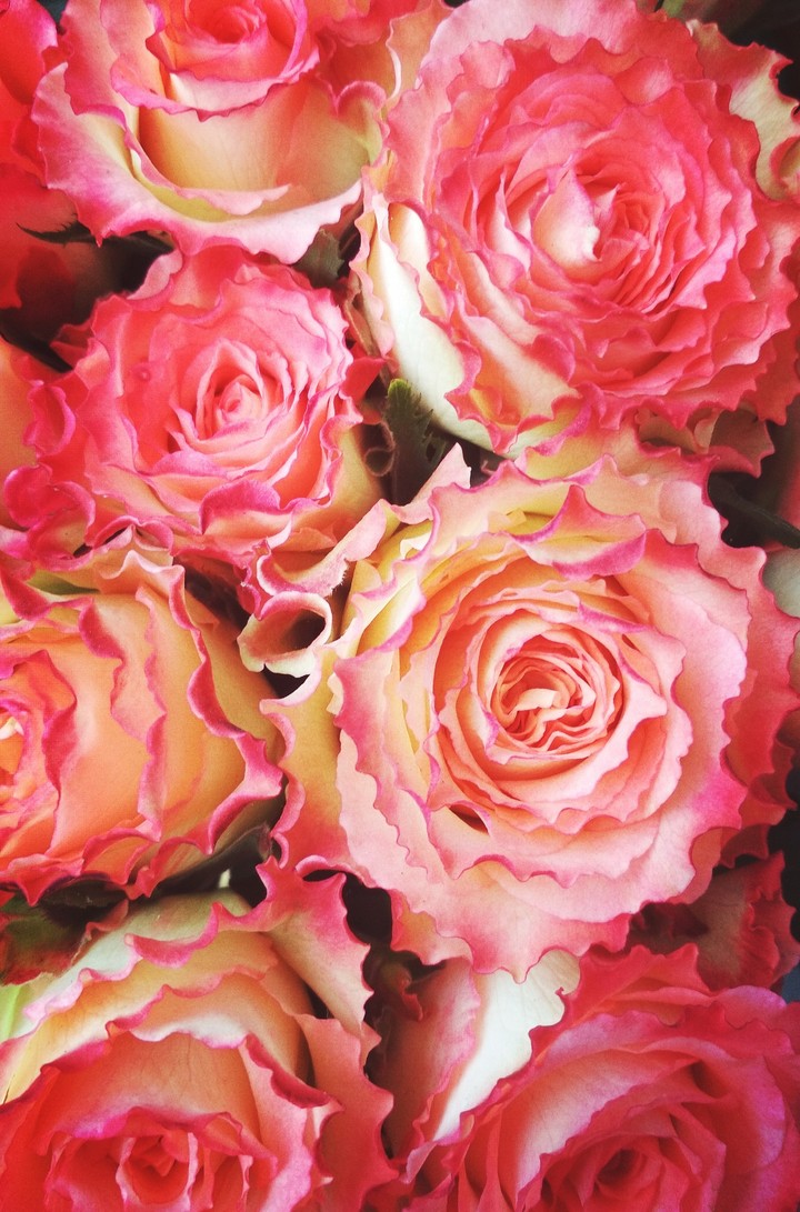 Rose /Розы
