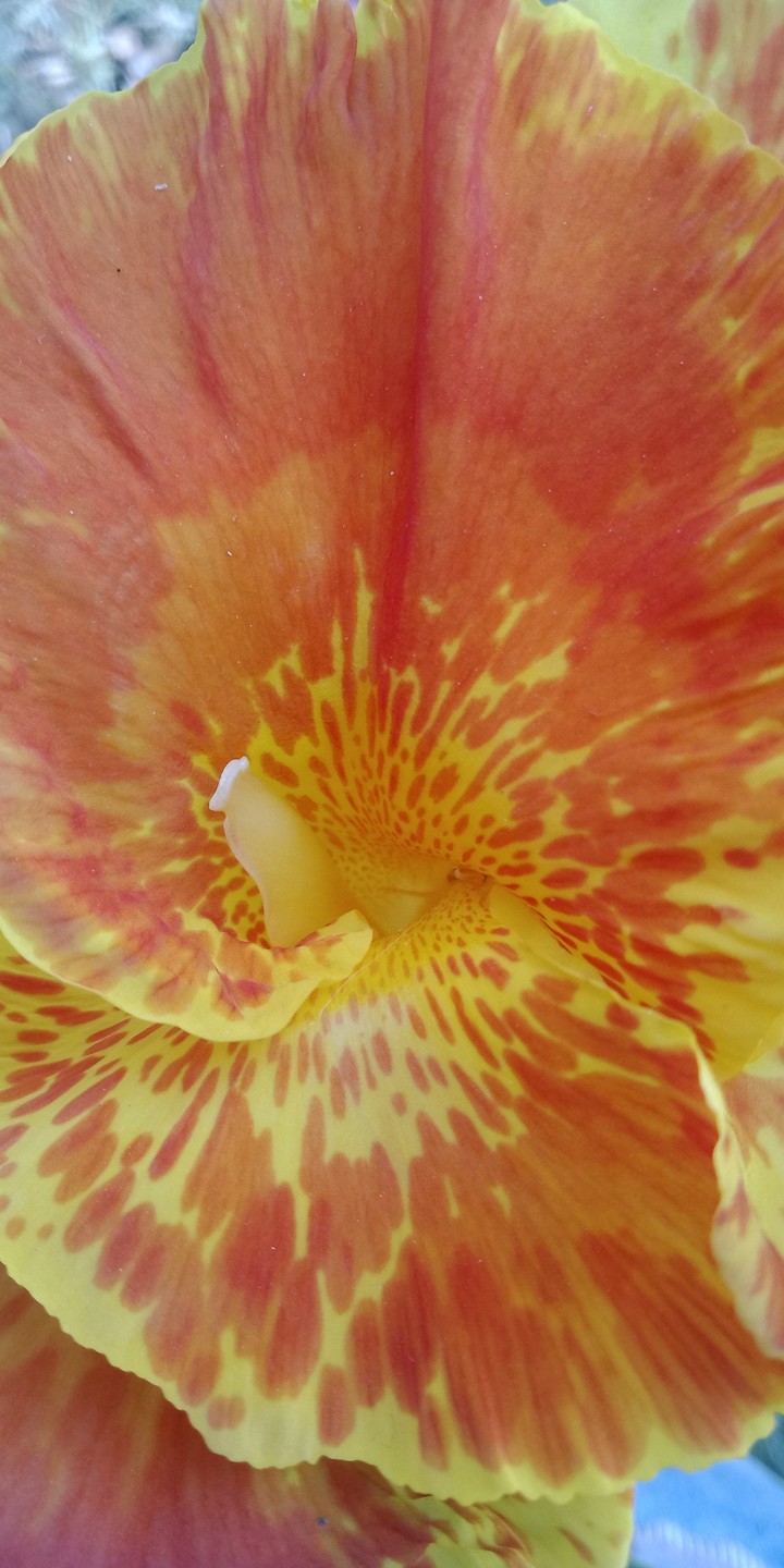 orange flower
