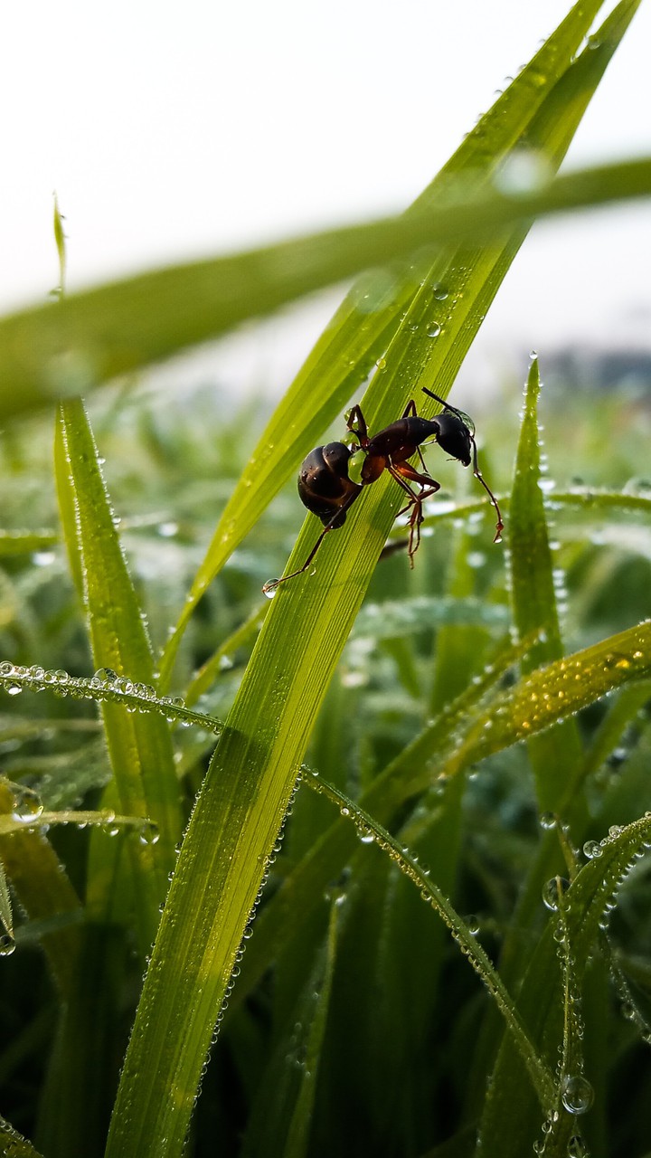 When an ant try to climb a grass at morning