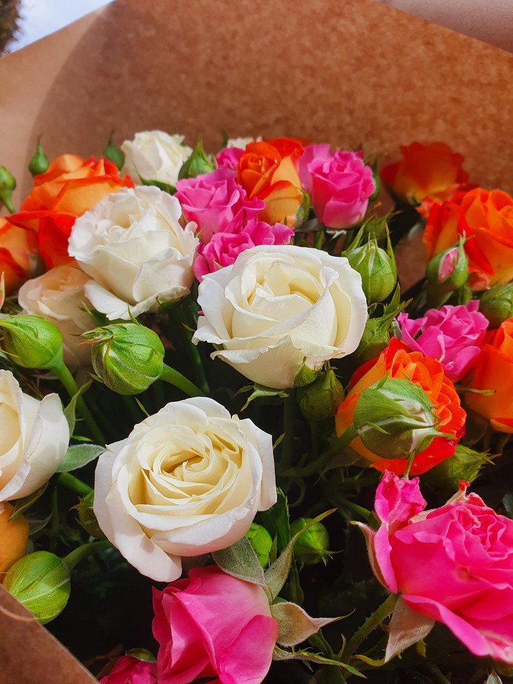 rose