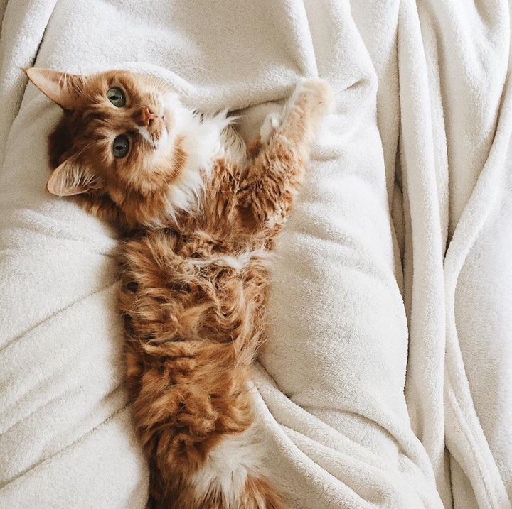 cute cat -^- kawai