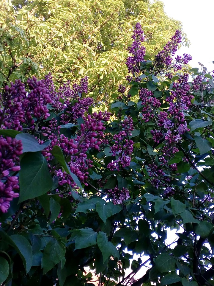Сирень