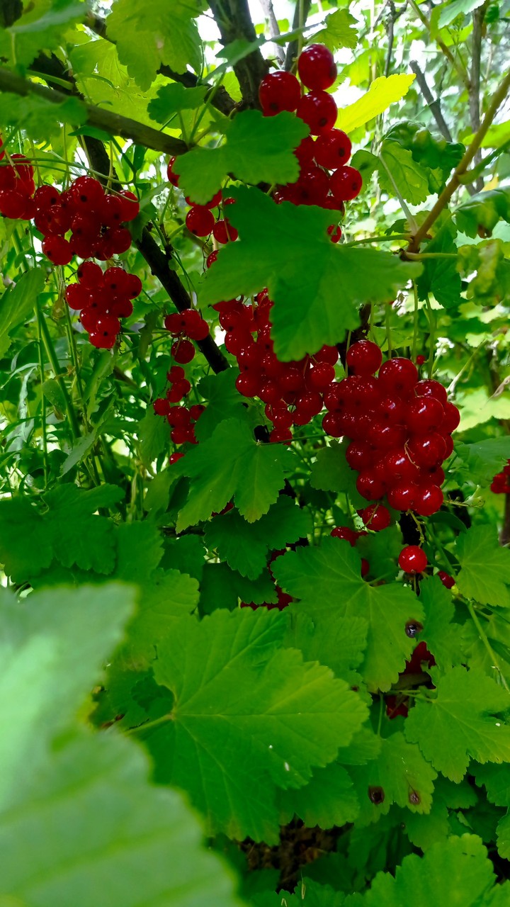 red currant