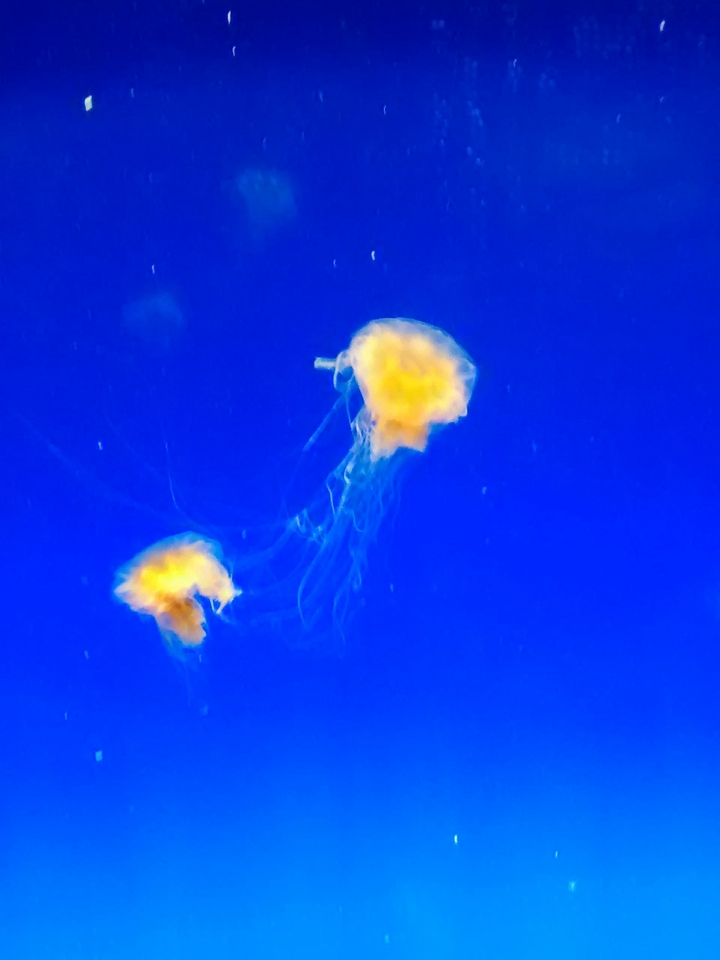 jelly fish