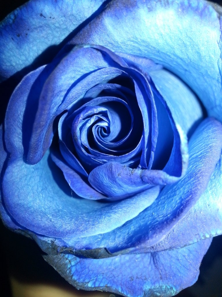 Le mie rose blu preferite 