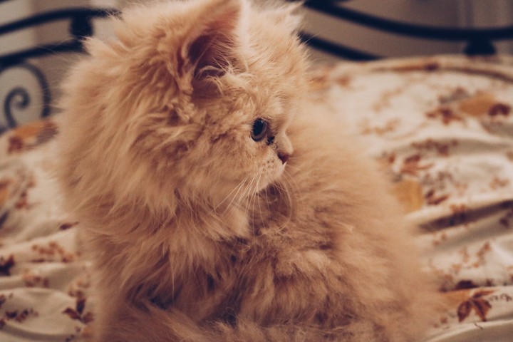 cat