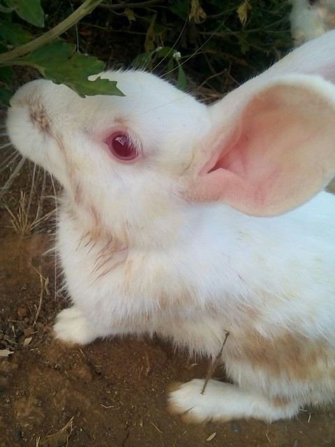 rabbit, vertebrate Hintergrundbilder