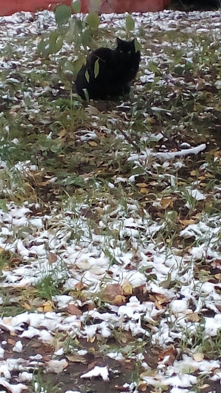 Snow