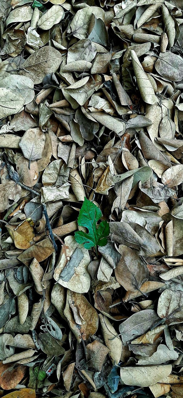 Leaves