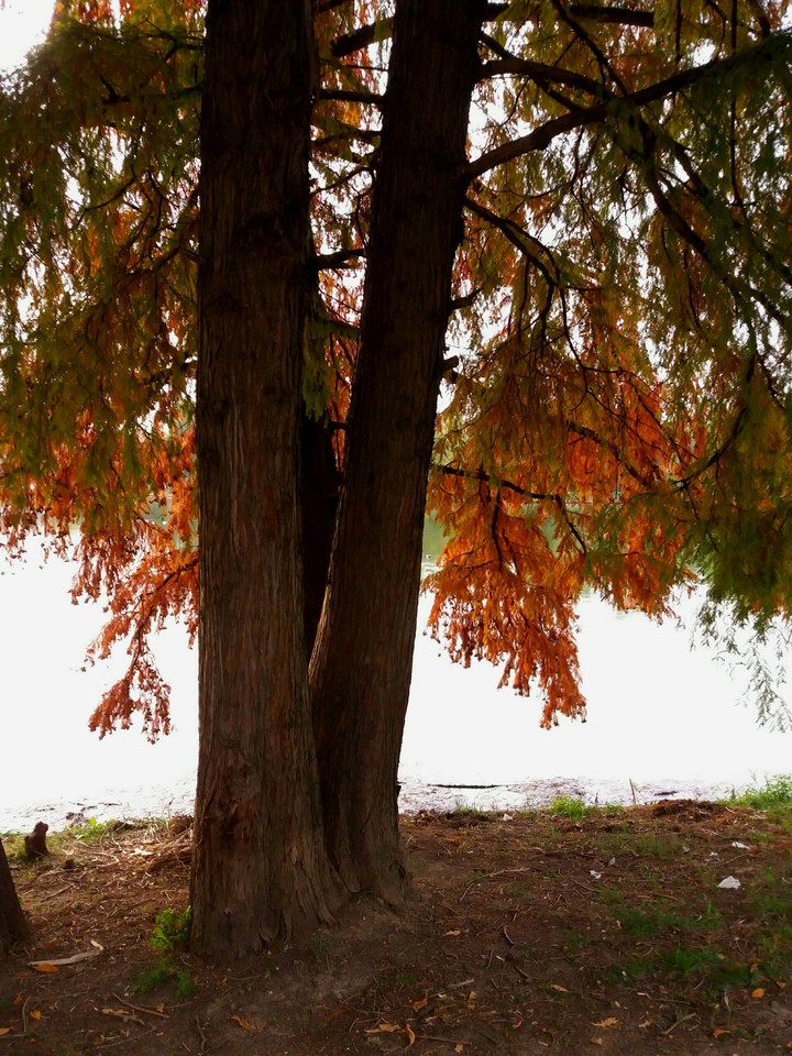 autumn