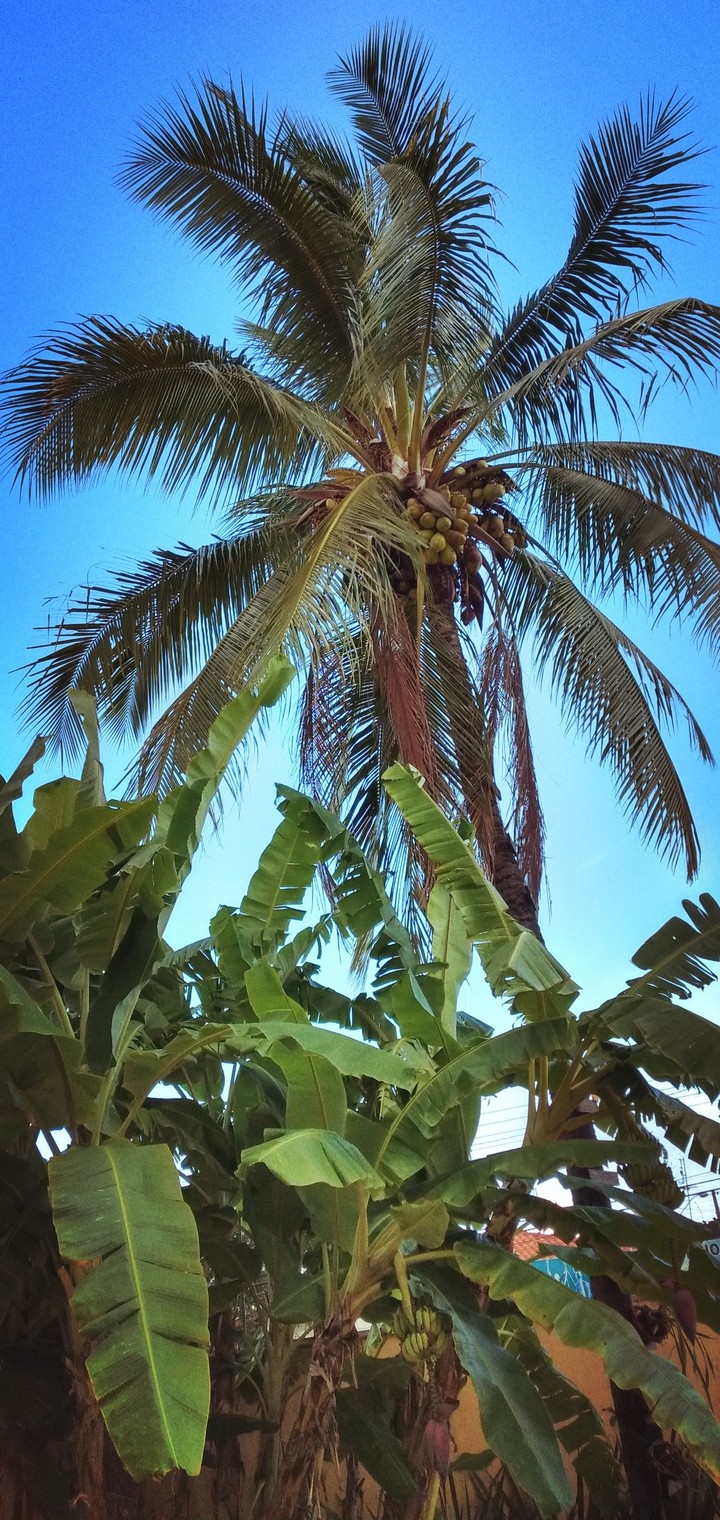 coqueiro