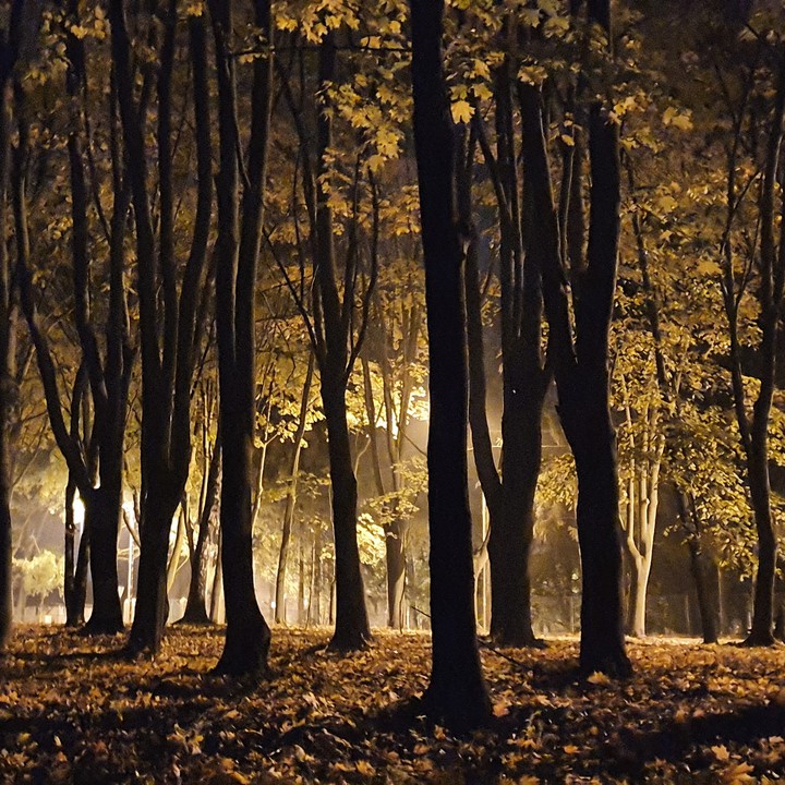 las nocą w świetle pomarańczowym