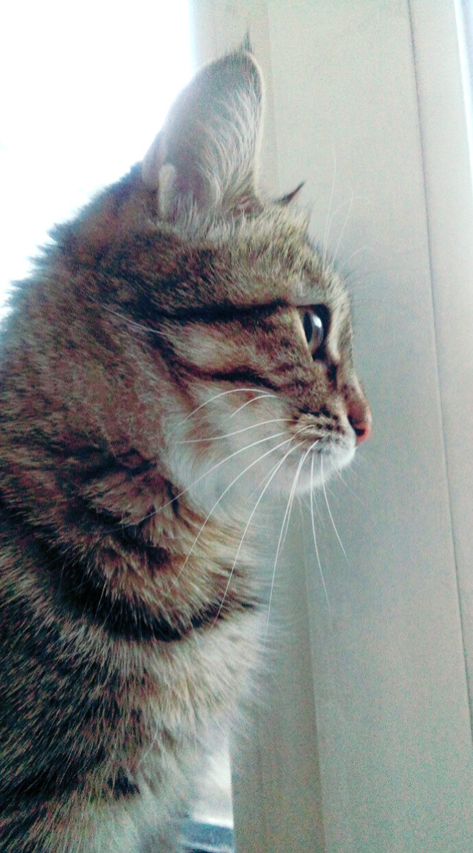 Котик