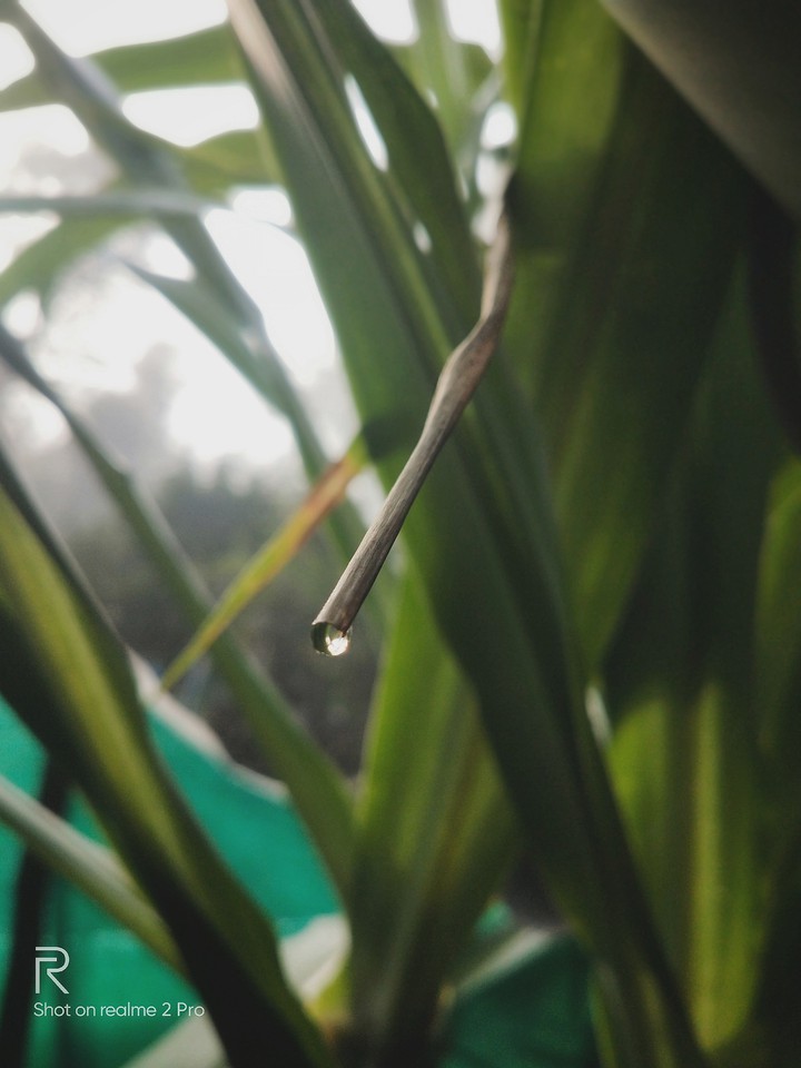 leafwater