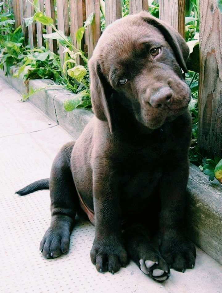 Boss_dog