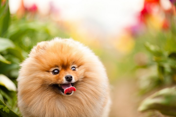 dog