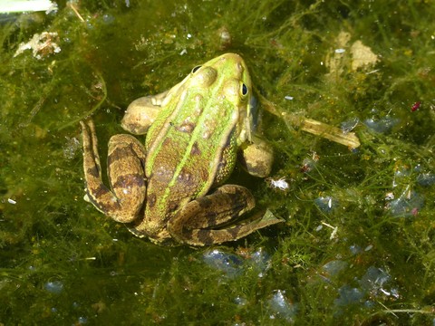 ταπετσαρίες frog, pond