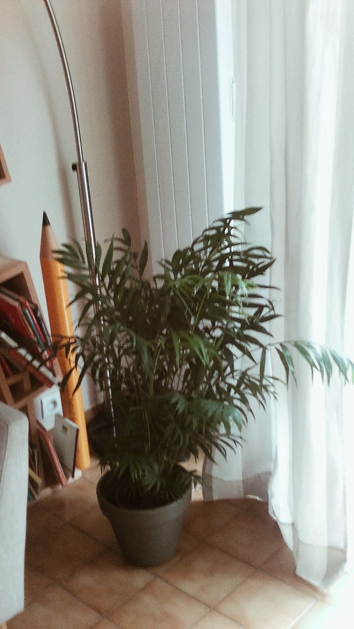 plante d'intérieur
