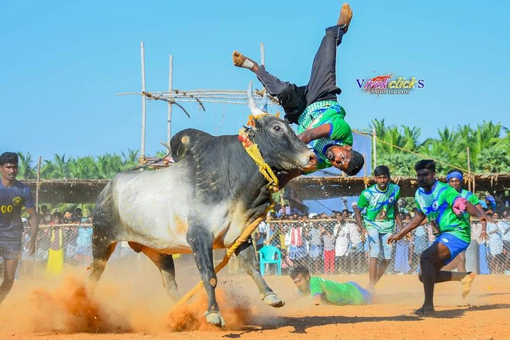 Manjuvirattu