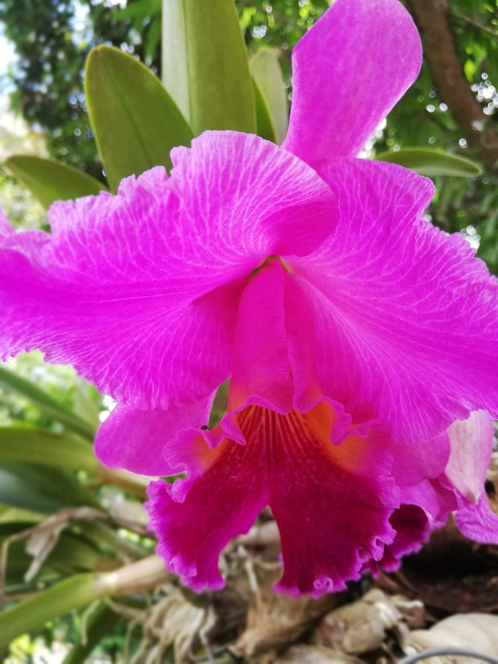 Orquídea