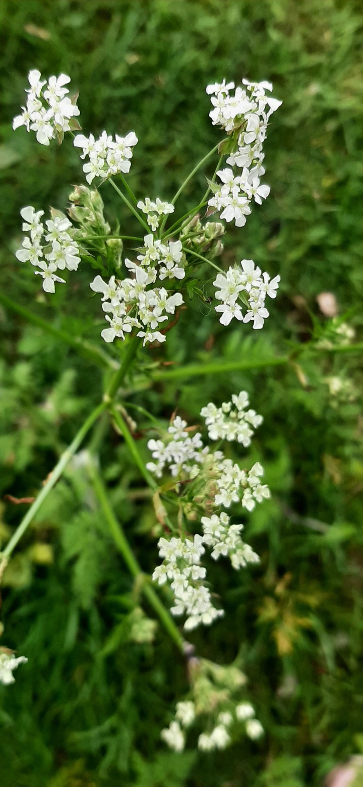 little flowers