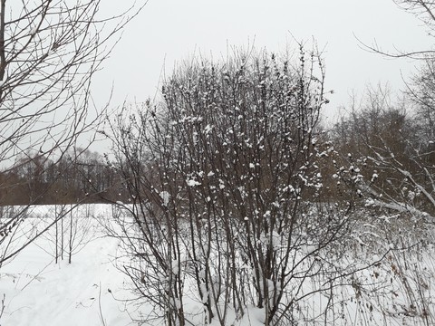 snow, branch Hintergrundbilder