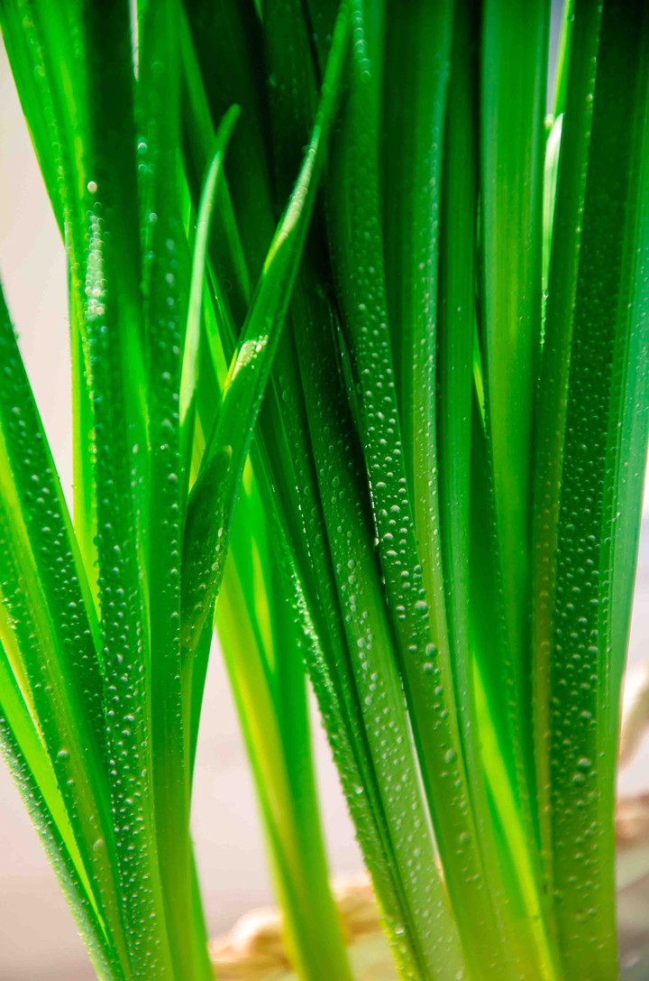 green flower