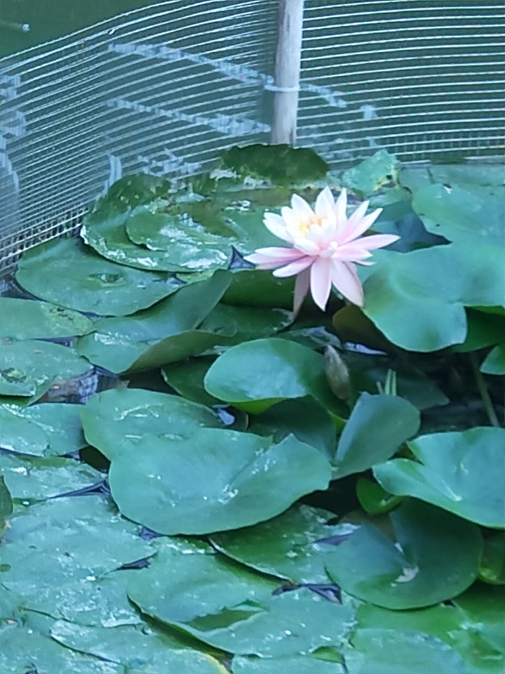waterlily