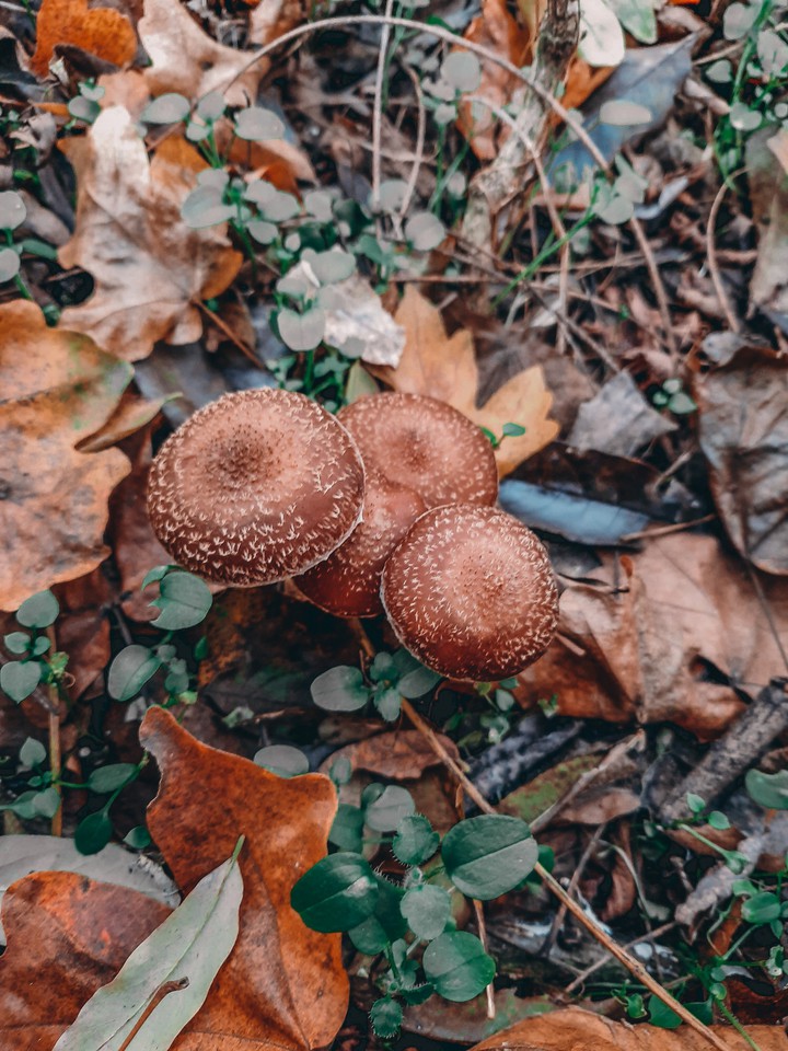 Mushrooms